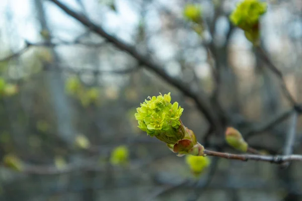 Maple flowers. Forest blooming maple. Close-up photo. — Stock Image Maple flowers. Forest blooming maple. Close-up photo. Stock Photo