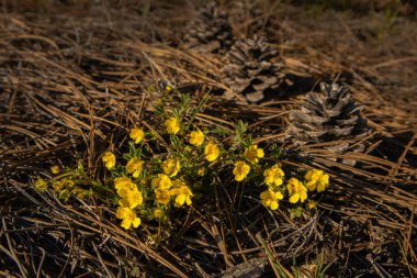 Eranthis hyemalis. Bahar çiçekleri. Ormandaki koniler.