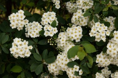 Spiraea arguta beyaz çiçekler. Bir dalda beyaz spiraea çiçekleri.
