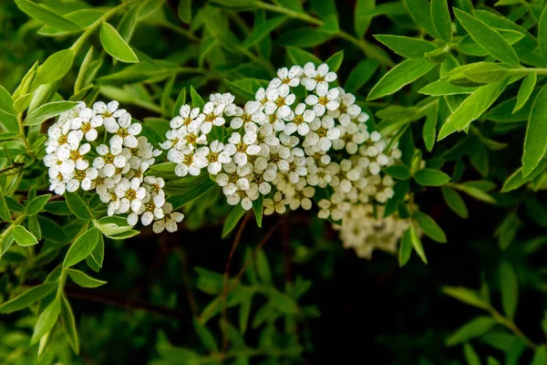 Spiraea arguta bílé květy. Bílé květy spirály na větvi. Royalty Free Stock Fotografie