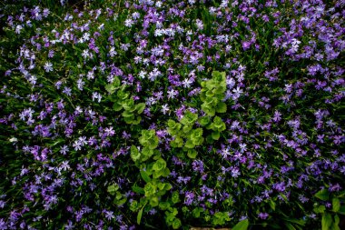 Phlox subulata, aynı zamanda yosun phlox olarak da bilinir. Mavi çiçekler.