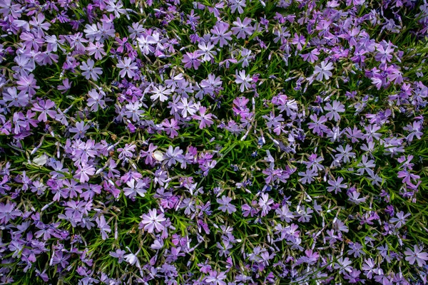 Phlox subulata, também conhecido como o musgo phlox. Flores azuis . — Fotografia de Stock