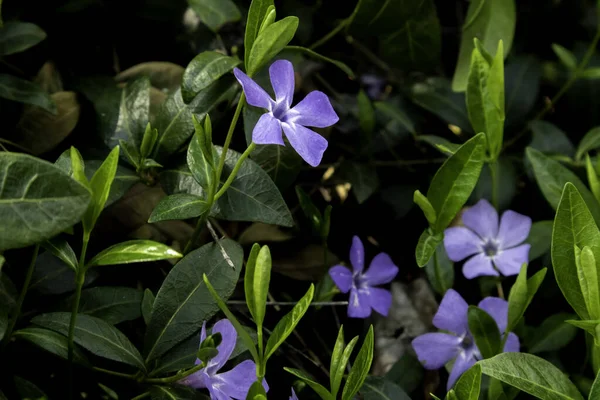 Фиолетово-синие цветки перивинкля в весеннем саду . — стоковое фото