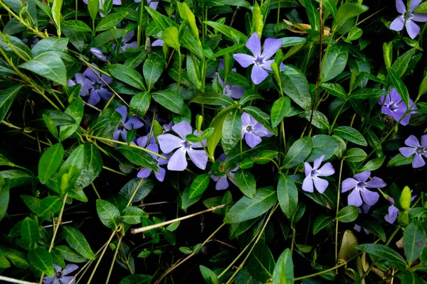 Фиолетово-синие цветки перивинкля в весеннем саду . — стоковое фото