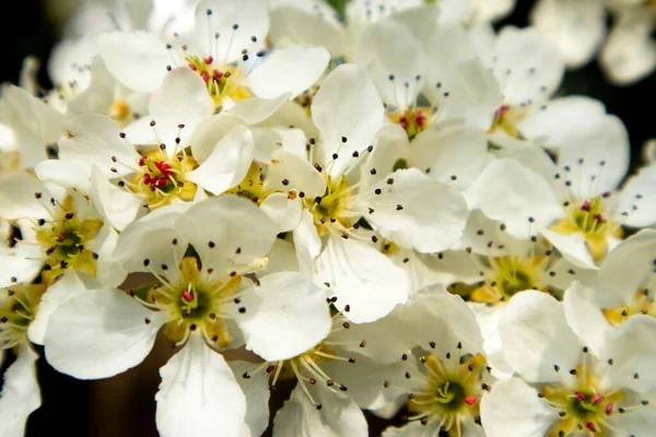 Flowering branch of pear. Blooming spring garden. — Stock Photo, Image