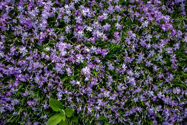 Phlox subulata, também conhecido como o musgo phlox. Flores azuis . — Fotografia de Stock