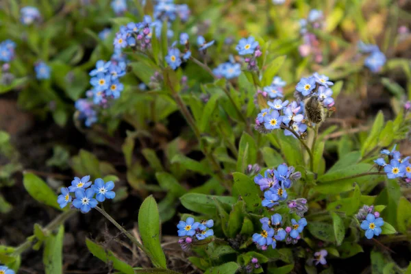 Bugloss siberiano flores Brunnera macrophylla. Flores azuis . — Fotografia de Stock