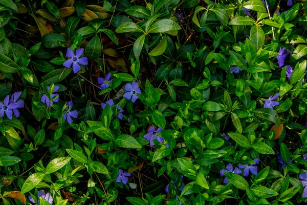 Fialové modré květy periwinkle vinca moll v jarní zahradě. Stock Snímky