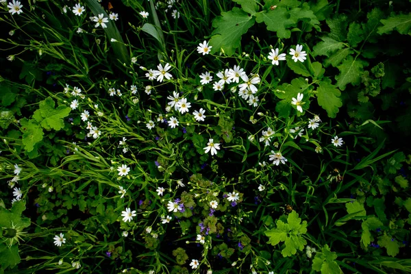 Campo de flores de mídia estelária branca na floresta . — Fotografia de Stock