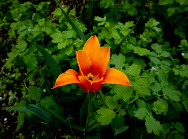 Tulipa laranja no fundo plantas verdes. Flor de tulipas no jardim . — Fotografia de Stock