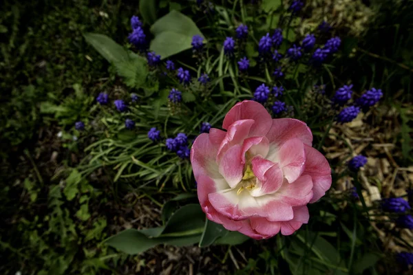 Tulipa terry rosa com muscari no fundo . — Fotografia de Stock