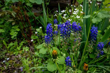Bahçedeki güzel bahar çiçekleri. Çiçek açan Muscari.