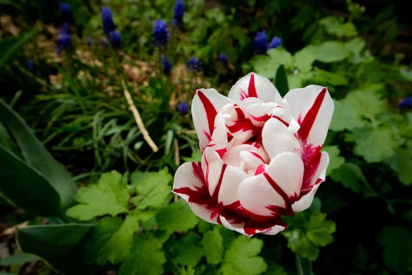 Tulipa terry listrado com muscari no fundo . — Fotografia de Stock
