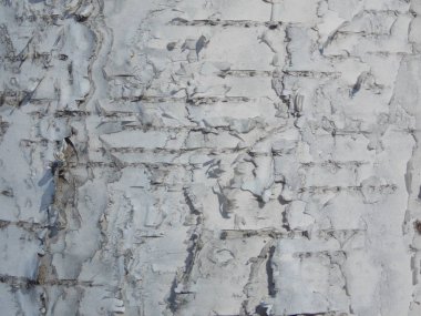 Birch, projelerin için arka plan olarak havlıyor.