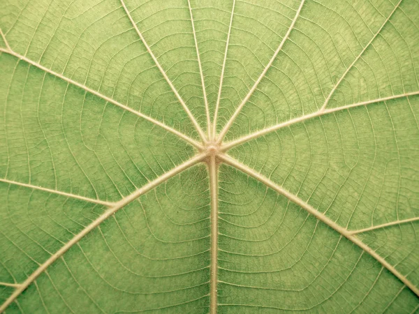 Detalj Teak Blad Närbild Skott Färg Retro Stil Bild — Stockfoto