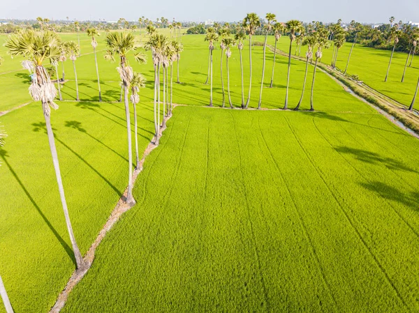 Reisterrassenfeld Der Wassersaison Und Bewässerung Durch Drohnen — Stockfoto
