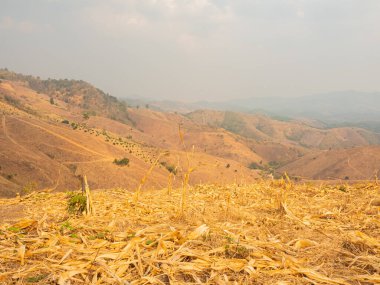 Tarım alanlarındaki orman yangınları ve yangınların yol açtığı sis, Tayland 'ın kuzey bölgesindeki havayı öğleden sonra 2,5' luk toz bulutuyla dolduruyor..