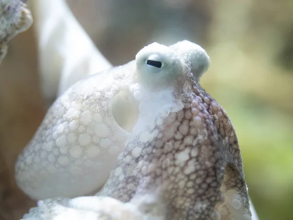 Portrait Live Small Octopus Sea — Stock Photo, Image