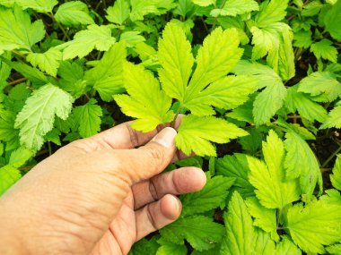 Bahçıvanlar kaliteyi kontrol etmek için tarlalardan Beyaz Çamur denen otları topluyorlar. Bu bitkinin faydası diyabetin tedavisine yardımcı olmak, zehirden arındırmak ve iltihabı azaltmaktır..