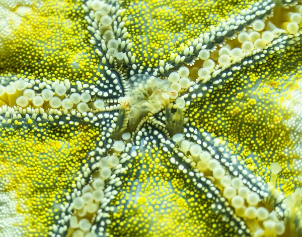Detalle Cerca Parte Inferior Una Estrella Mar Color Amarillo Vivo —  Fotos de Stock