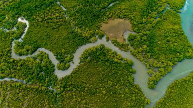 aerial view of the mangrove swamps , city of Dar es Salaam clipart