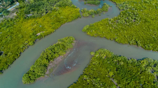 Légifotó Mangrove Mocsarakban Dar Salaam Városa — Stock Fotó