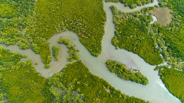 Légifotó Mangrove Mocsarakban Dar Salaam Városa — Stock Fotó