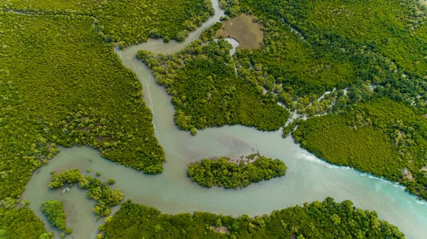 Légifotó Mangrove Mocsarakban Dar Salaam Városa — Stock Fotó