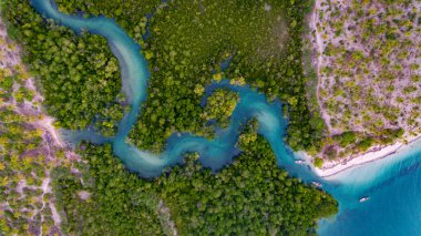 Kanga sahilindeki mangrov bataklığı, mafya adası.