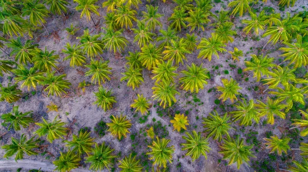 ヤシの木マフィア島 — ストック写真