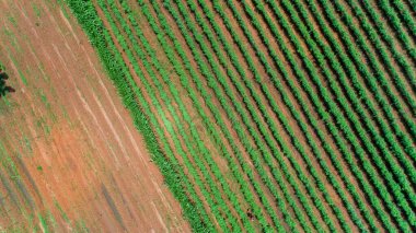 Morogoro kasabası Tanzanya 'nın uçsuz bucaksız yemyeşil otlakları ve tarım arazileri.