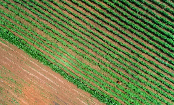 タンザニア モロゴロ町の無限の緑豊かな牧草地や農地の空中ビュー — ストック写真