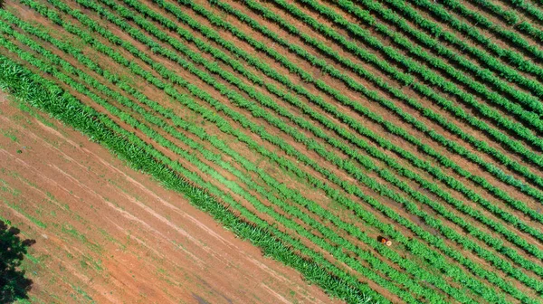 Vista Aérea Pastagens Exuberantes Intermináveis Terras Agrícolas Cidade Morogoro Tanzânia — Fotografia de Stock