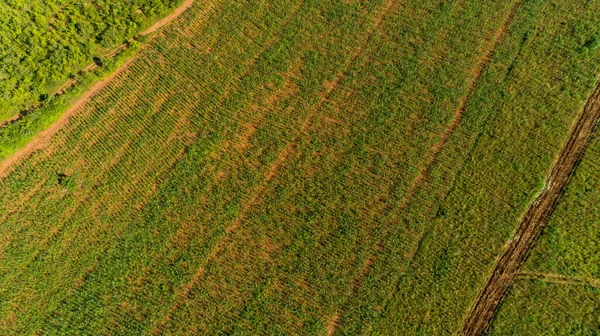 Вид Воздуха Бесконечные Пышные Пастбища Сельхозугодия Города Морогоро Танзания — стоковое фото