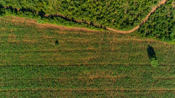 Légi Kilátás Végtelen Buja Legelők Mezőgazdasági Területek Morogoro Város Tanzánia — Stock Fotó
