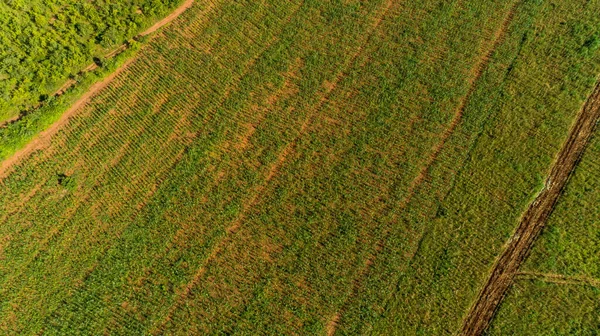탄자니아 모로고로 마을의 펼쳐져 목초지와 농장의 — 스톡 사진