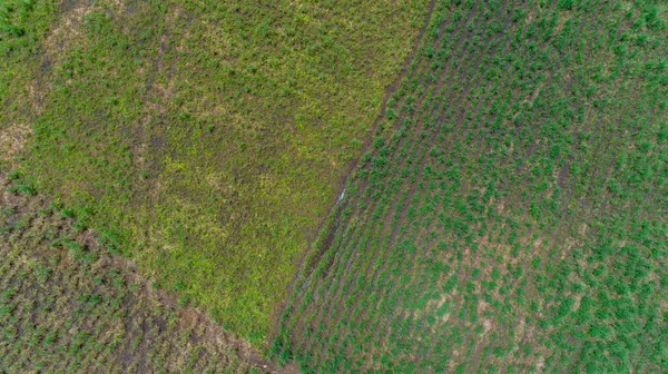 タンザニア モロゴロ町の無限の緑豊かな牧草地や農地の空中ビュー — ストック写真