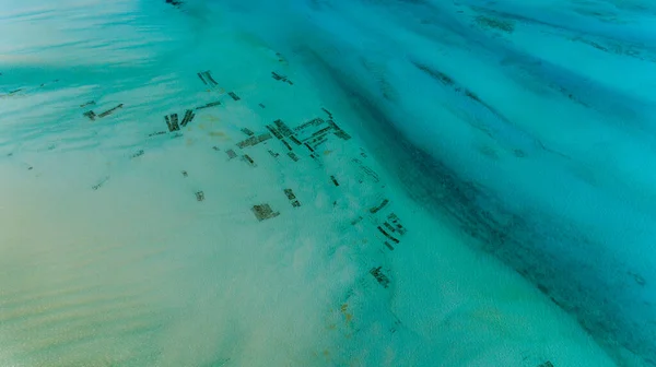 Sea Weed Plantacji Zanzibar — Zdjęcie stockowe