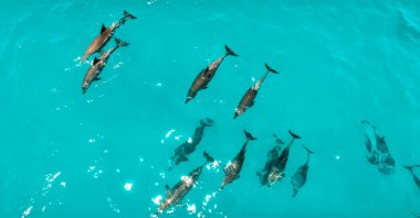 school of dolphins, Zanzibar clipart