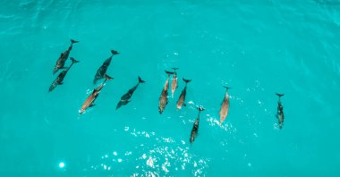 Yunuslar okulu, Zanzibar