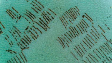 Deniz otu saç ekimi, Zanzibar