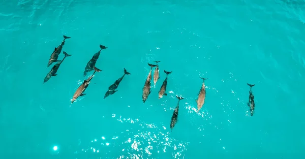 Delfinschule Auf Sansibar — Stockfoto