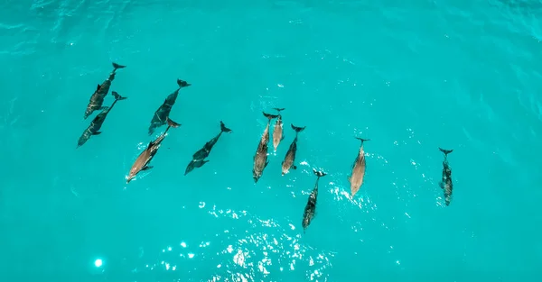 Scuola Delfini Zanzibar — Foto Stock