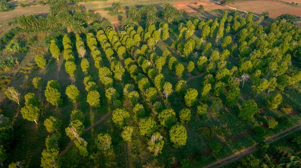 Kizimbani スパイス農場 ザンジバルの航空写真 — ストック写真