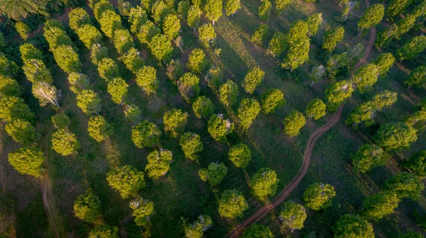 Kizimbani スパイス農場 ザンジバルの航空写真 — ストック写真