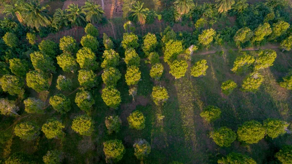 Letecký Pohled Kizimbani Farmy Spice Zanzibar — Stock fotografie