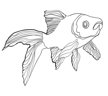 Akvaryum balığı - el çizimi siyah-beyaz vektör çizimi. Japon Balığı.
