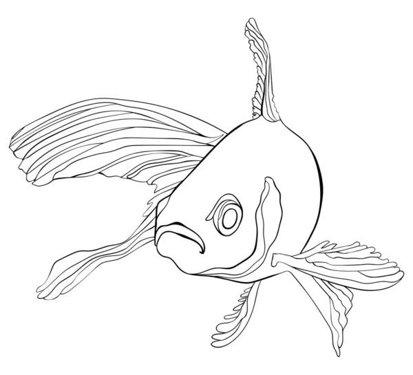 Acuario Peces Ilustración Vectorial Dibujado Mano Blanco Negro Pez Dorado — Vector de stock