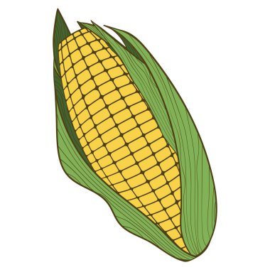 Mısır koçanı - elle çizilmiş vektör çizimi beyaza izole edildi. Düz renkler.