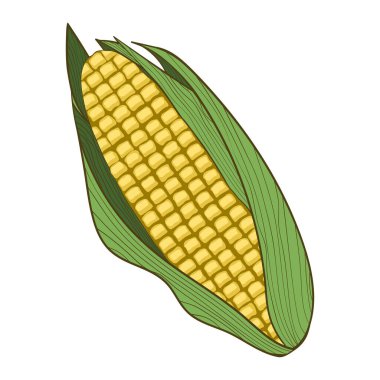 Mısır koçanı - elle çizilmiş vektör çizimi beyaza izole edildi. Düz renkler.